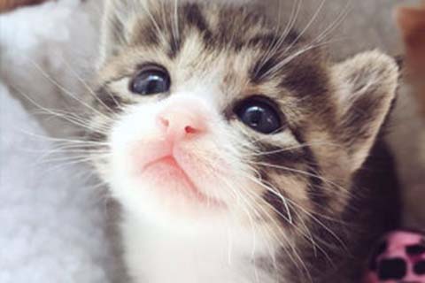 http://jinan.qqkaixin.com/post/193.html|济南供卵助孕